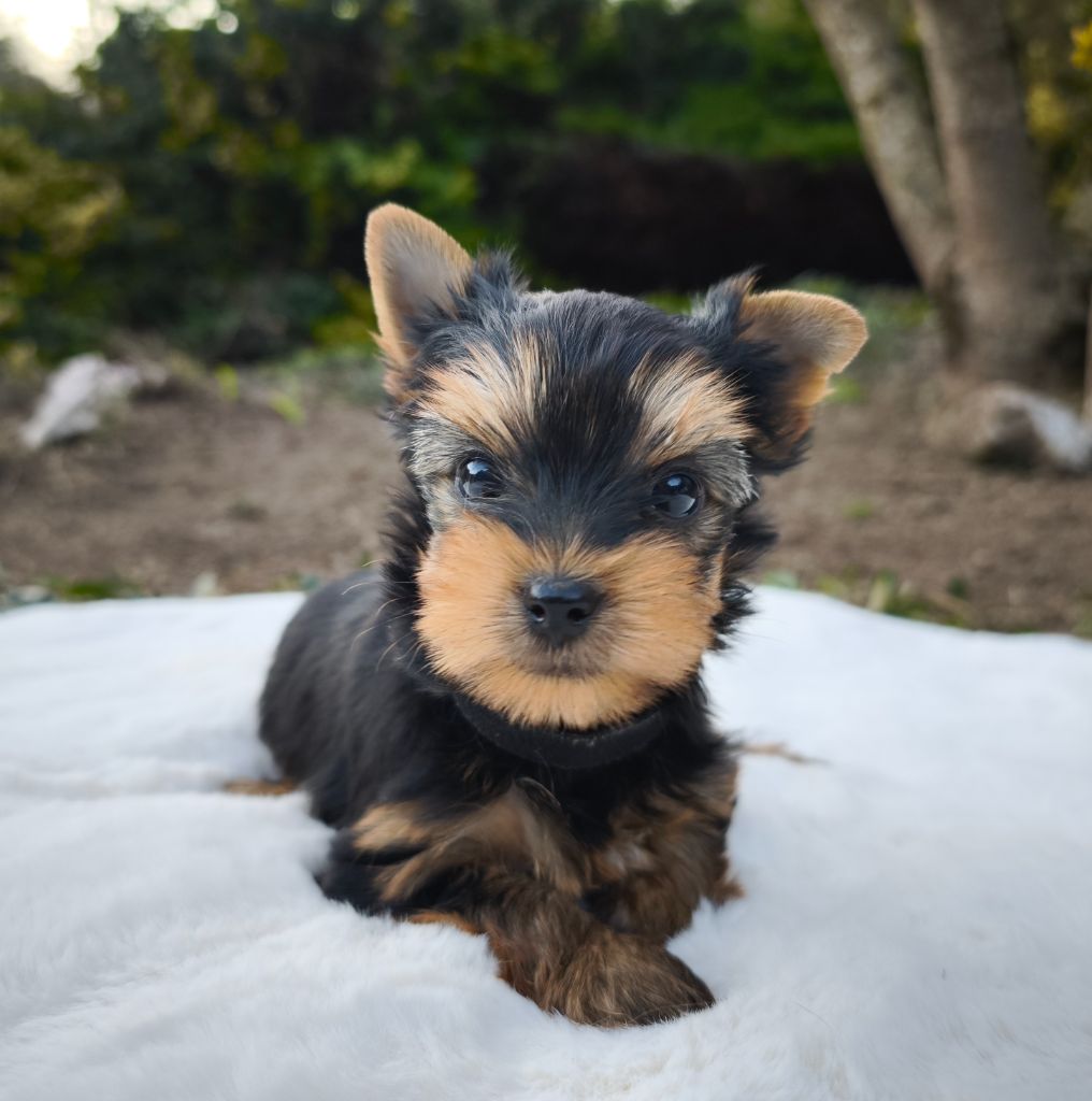 du Domaine de Naugigoutte - Chiots disponibles - Yorkshire Terrier