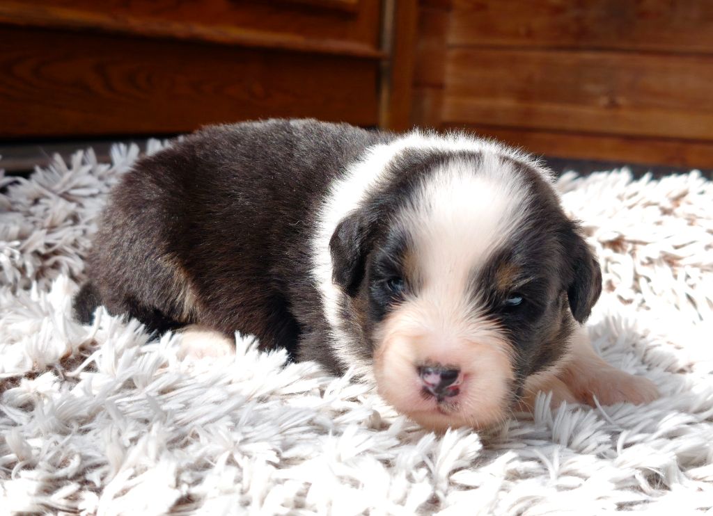 du Domaine de Naugigoutte - Chiots disponibles - Berger Australien