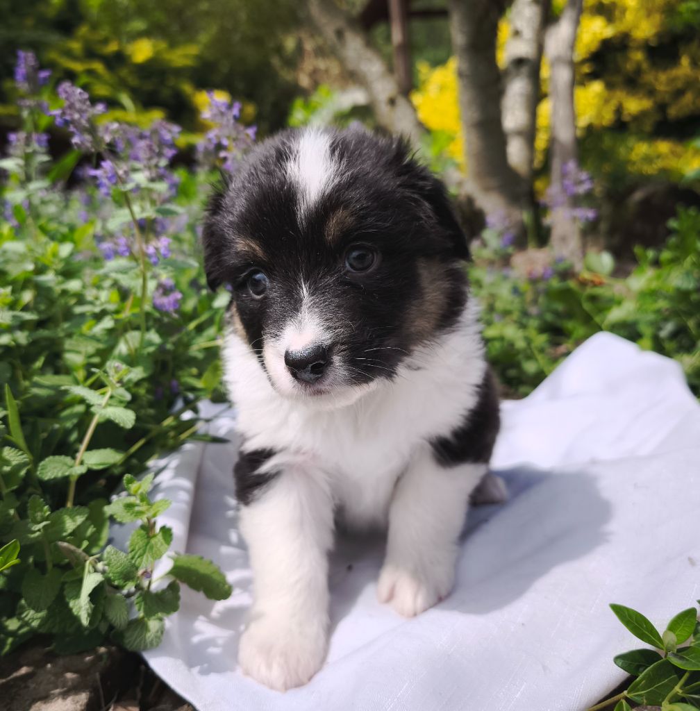 du Domaine de Naugigoutte - Chiots disponibles - Berger Australien