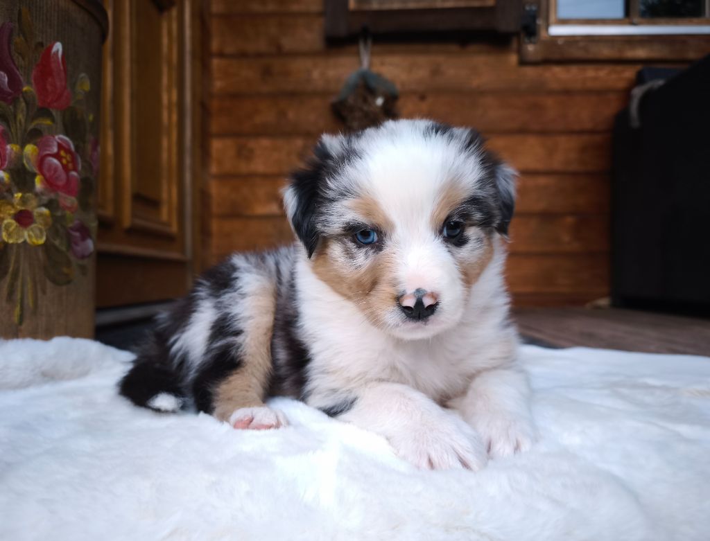 du Domaine de Naugigoutte - Chiots disponibles - Berger Australien