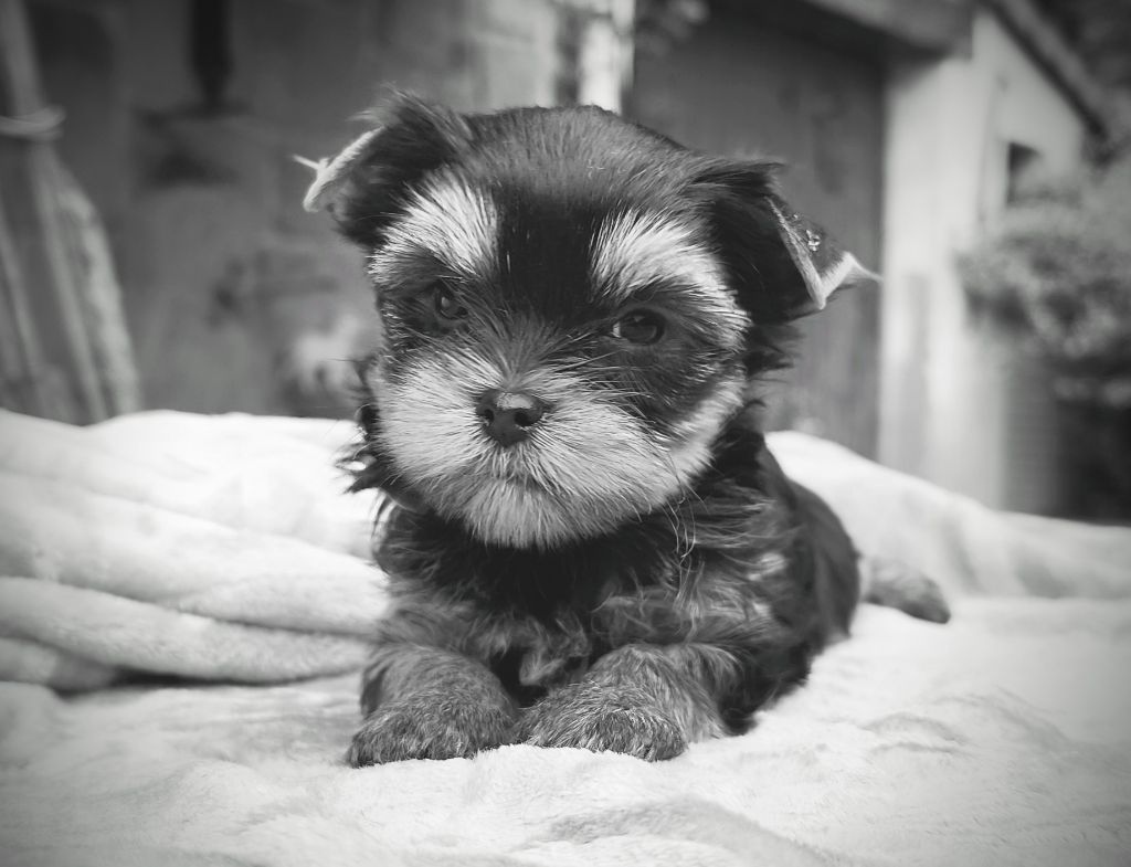 du Domaine de Naugigoutte - Yorkshire Terrier - Portée née le 26/08/2025