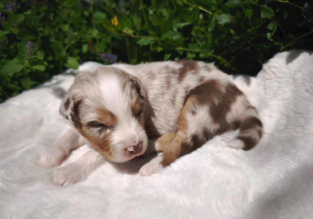 du Domaine de Naugigoutte - Chiots disponibles - Berger Australien