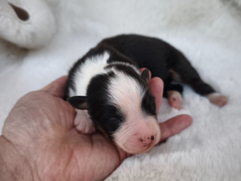 du Domaine de Naugigoutte - Chiots disponibles - Berger Australien