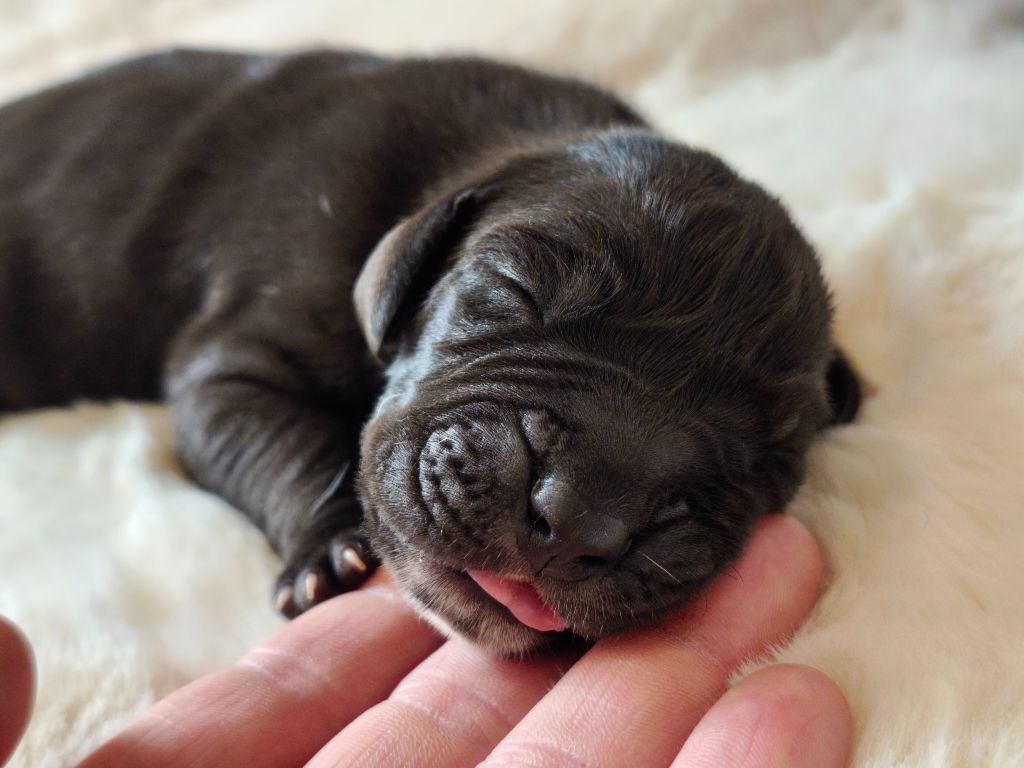 du Domaine de Naugigoutte - Chiots disponibles - Dogue allemand