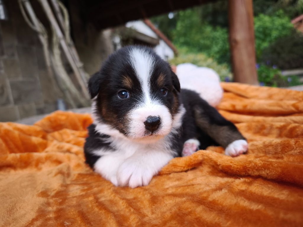 du Domaine de Naugigoutte - Chiots disponibles - Berger Australien