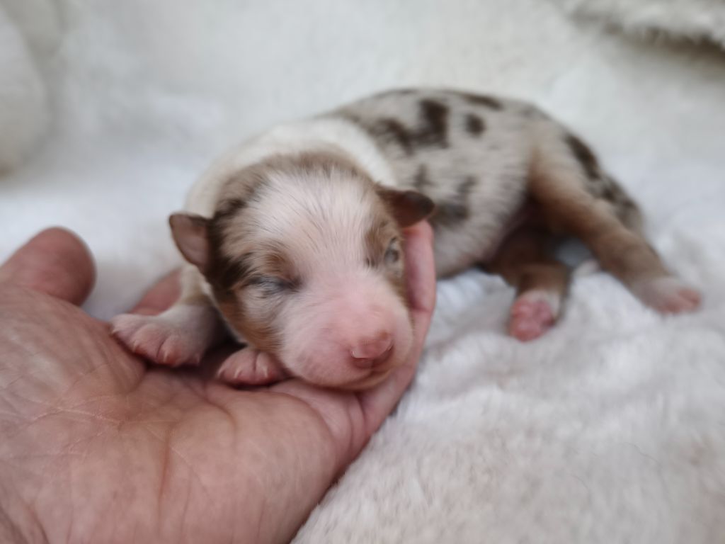 du Domaine de Naugigoutte - Chiots disponibles - Berger Australien