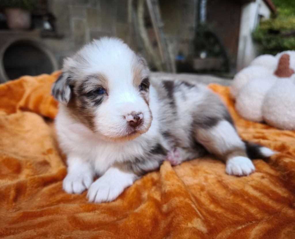 du Domaine de Naugigoutte - Chiots disponibles - Berger Australien