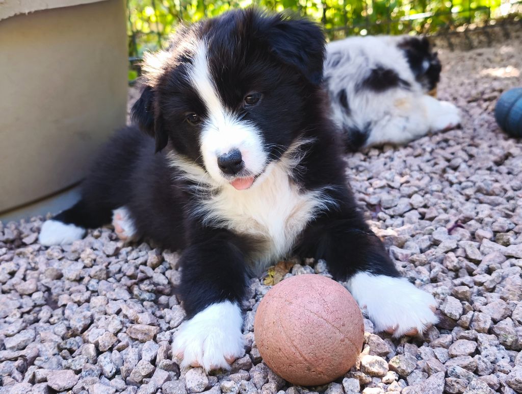 du Domaine de Naugigoutte - Chiots disponibles - Berger Australien