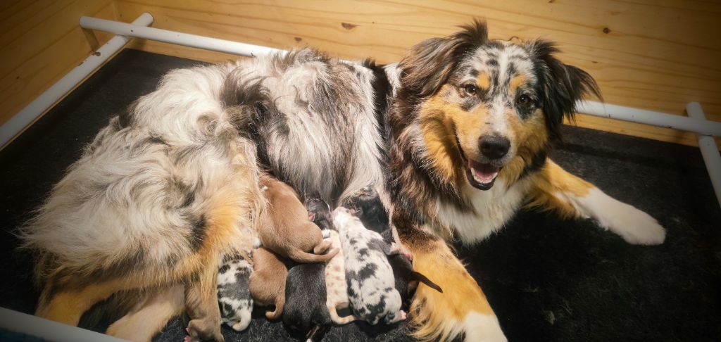 Chiot Berger Australien du Domaine de Naugigoutte