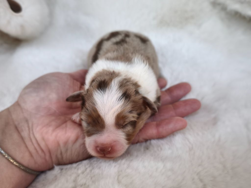 du Domaine de Naugigoutte - Chiots disponibles - Berger Australien