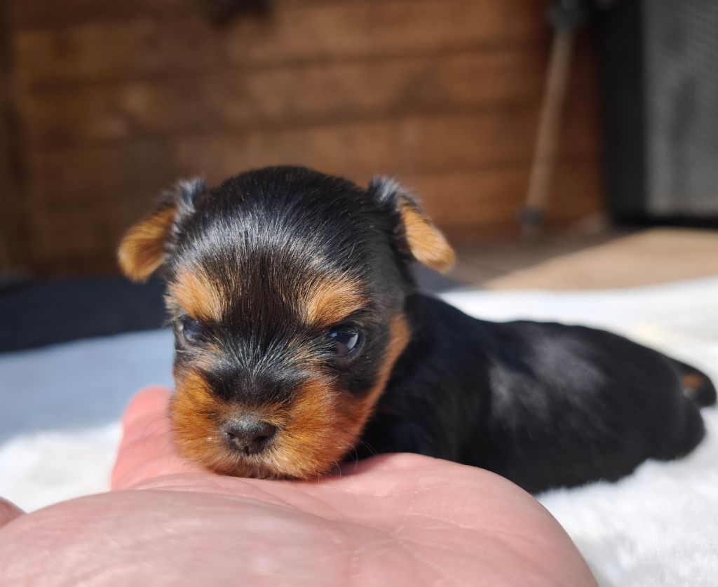 du Domaine de Naugigoutte - Chiots disponibles - Yorkshire Terrier