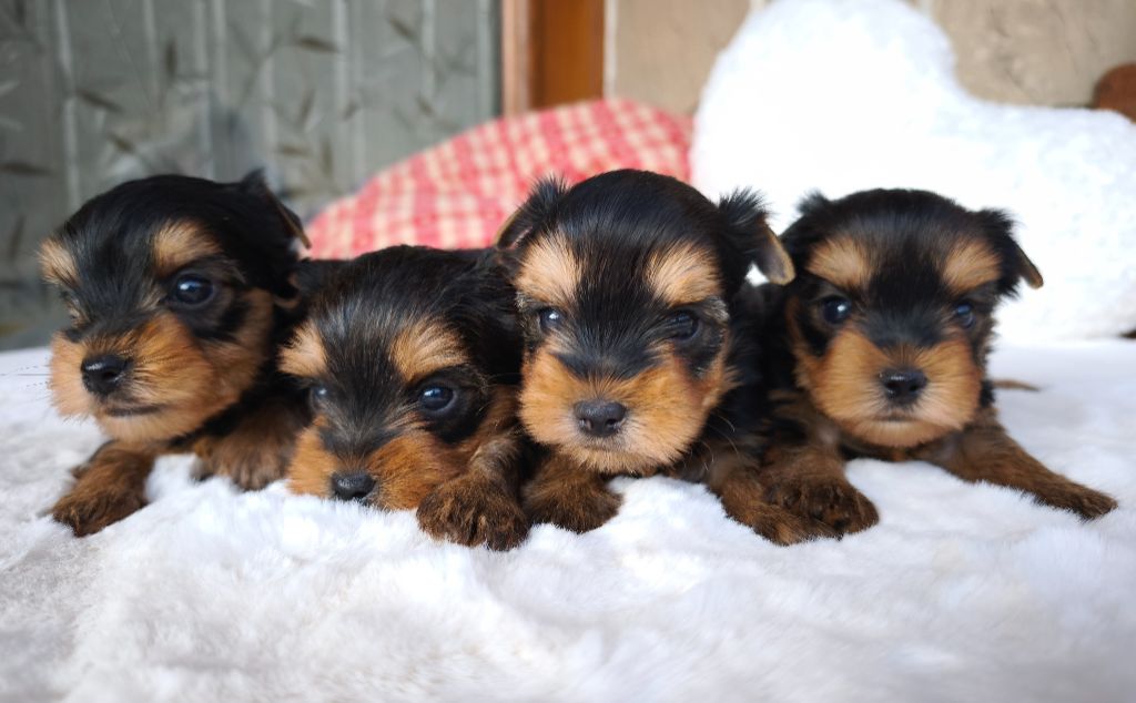 du Domaine de Naugigoutte - Yorkshire Terrier - Portée née le 23/01/2025