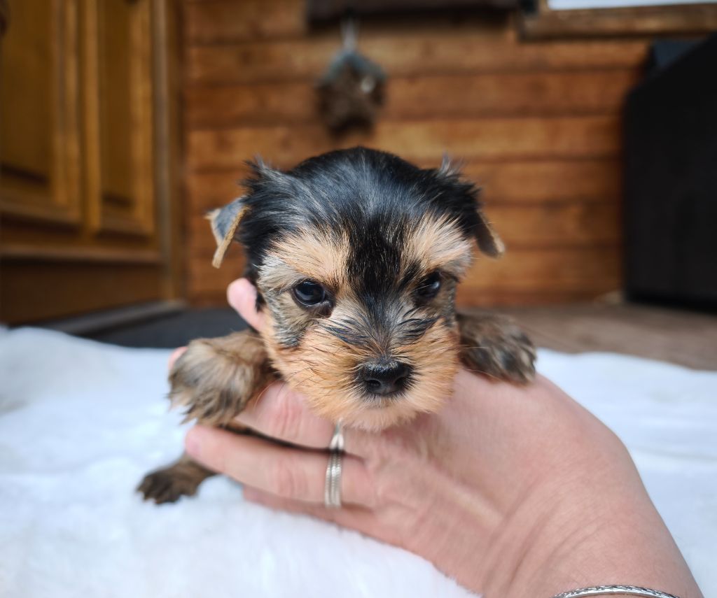 du Domaine de Naugigoutte - Chiots disponibles - Yorkshire Terrier