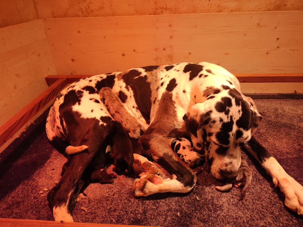 Chiot Dogue allemand du Domaine de Naugigoutte