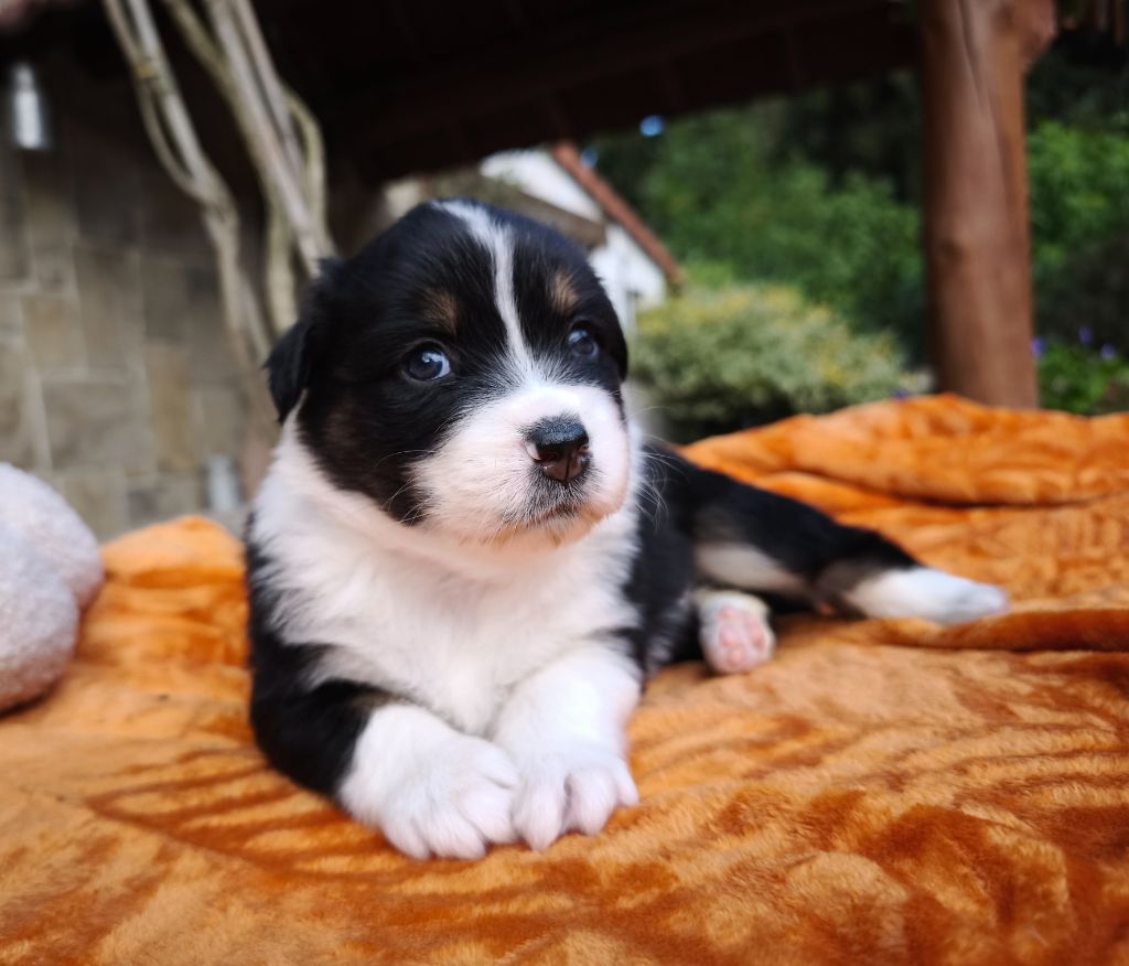du Domaine de Naugigoutte - Chiots disponibles - Berger Australien