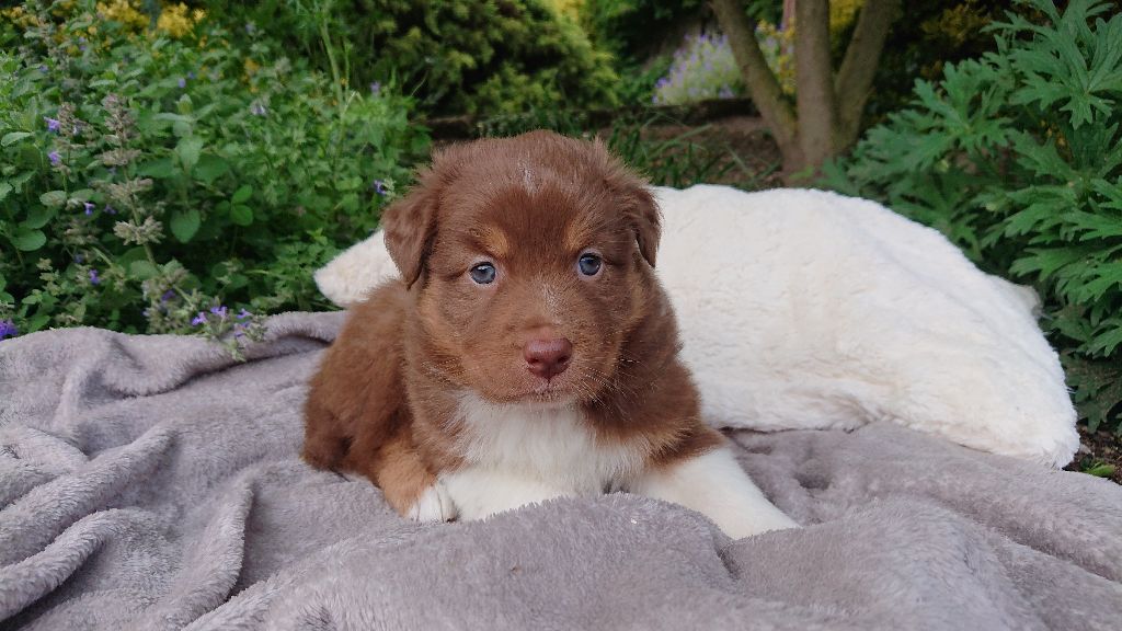 Chiot Berger Australien du Domaine de Naugigoutte
