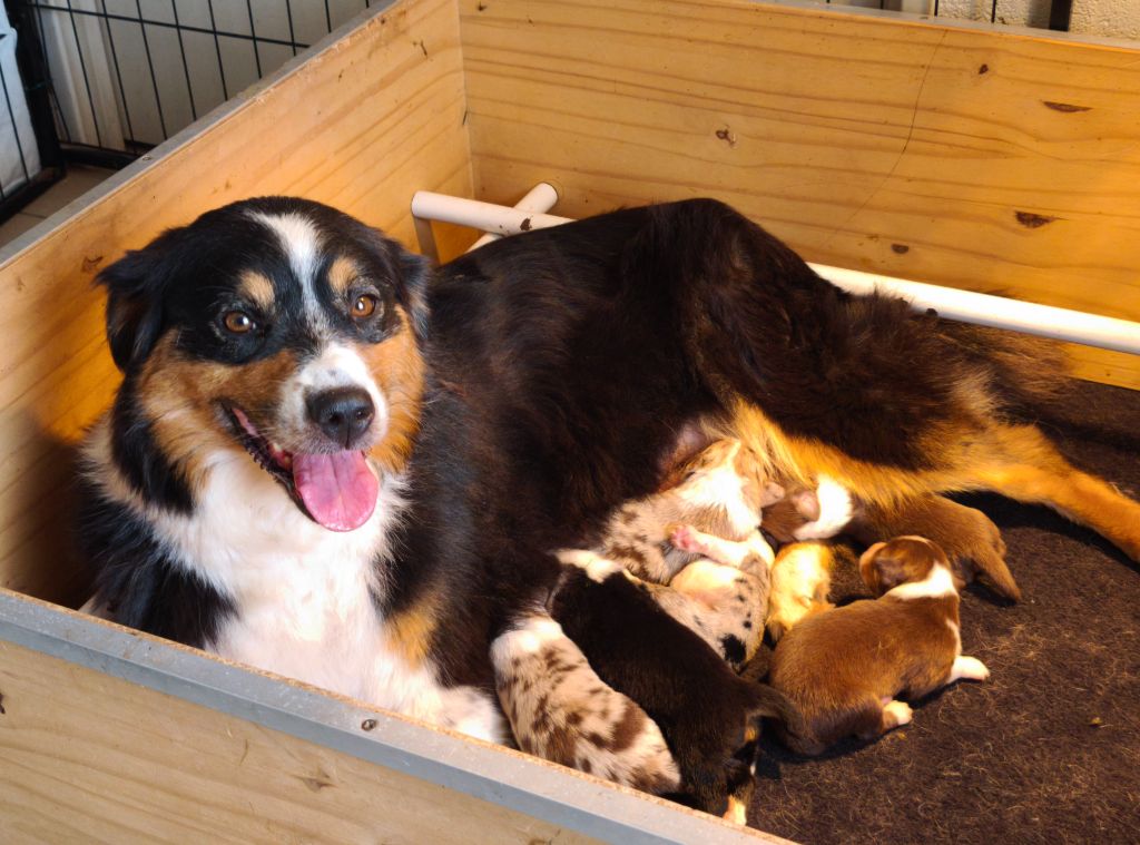 Chiot Berger Australien du Domaine de Naugigoutte