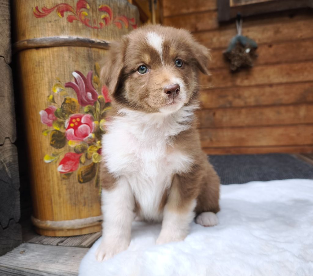 du Domaine de Naugigoutte - Chiots disponibles - Berger Australien
