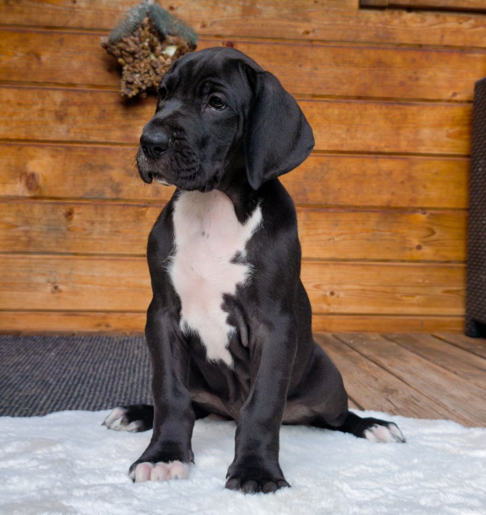 du Domaine de Naugigoutte - Chiots disponibles - Dogue allemand