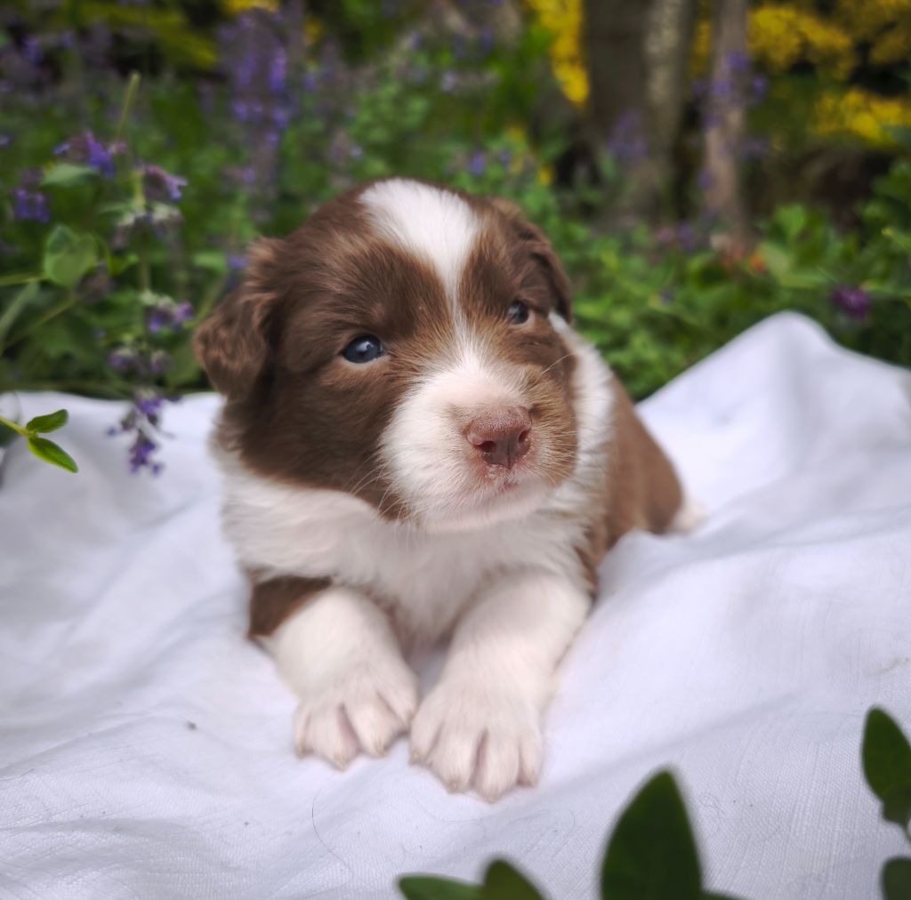 du Domaine de Naugigoutte - Chiots disponibles - Berger Australien