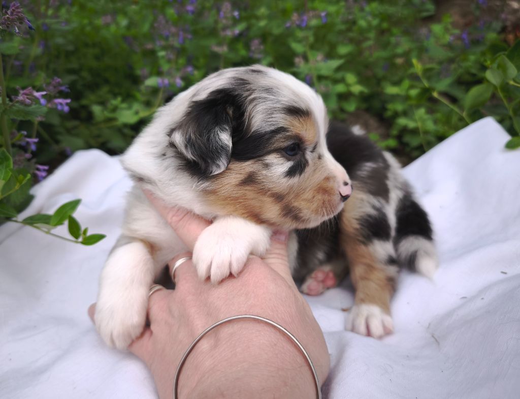 du Domaine de Naugigoutte - Chiots disponibles - Berger Australien