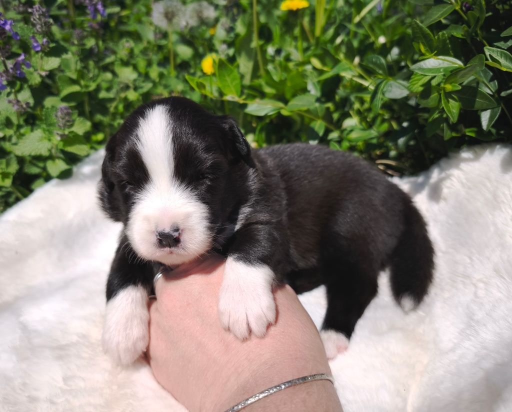 du Domaine de Naugigoutte - Chiots disponibles - Berger Australien