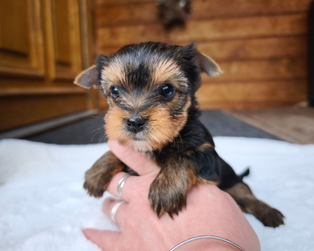 du Domaine de Naugigoutte - Chiots disponibles - Yorkshire Terrier