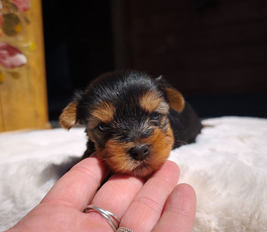 du Domaine de Naugigoutte - Chiots disponibles - Yorkshire Terrier