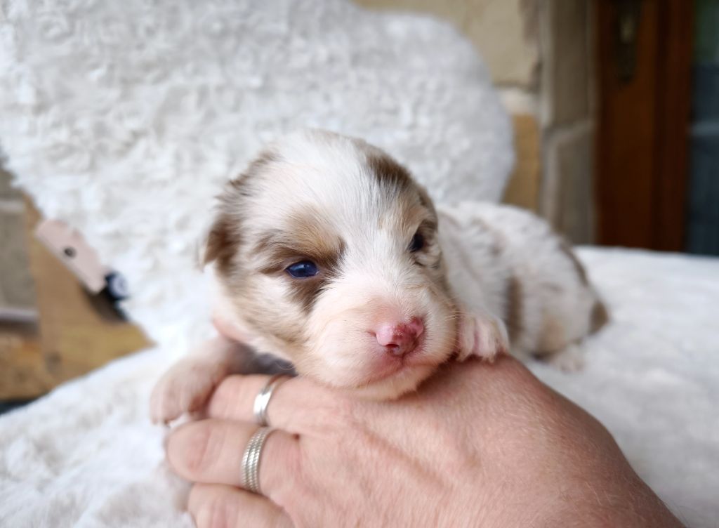 du Domaine de Naugigoutte - Chiots disponibles - Berger Australien